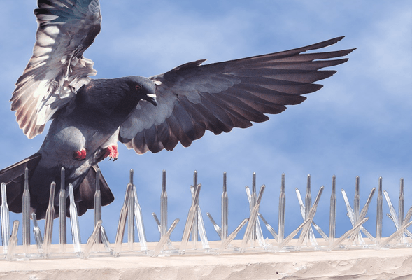 pest_control_bird_control