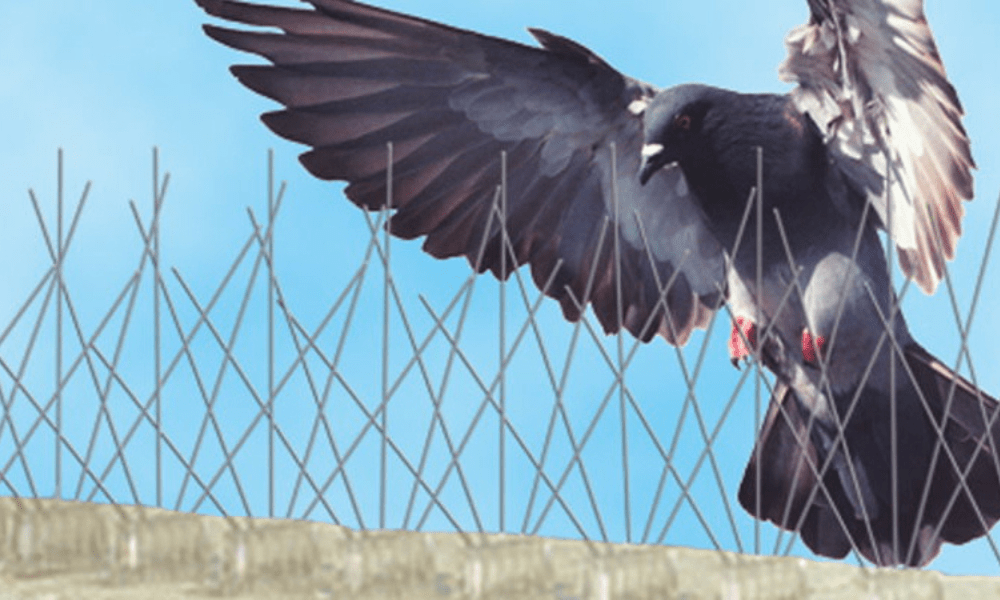 Bird as a Beauty or Beast