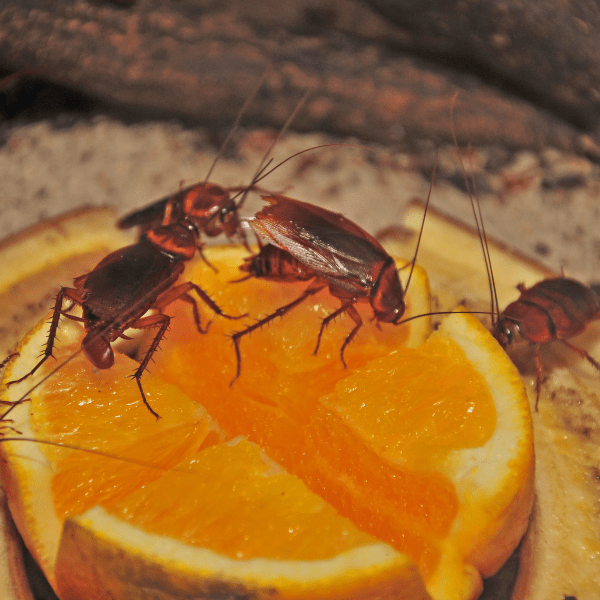 cockraoches on citrus food