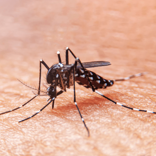 a mosquito lying on the humans hand