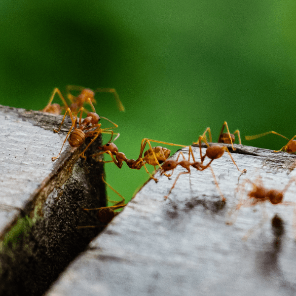 group of ants supporting and crossing the next stone