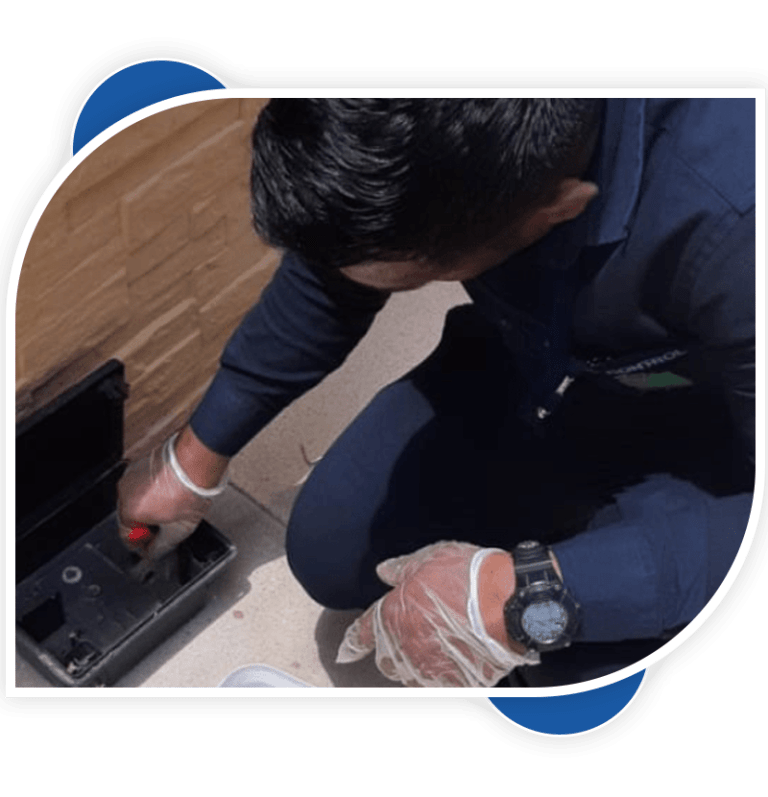 a man preparing the rodent trap by wearing gloves