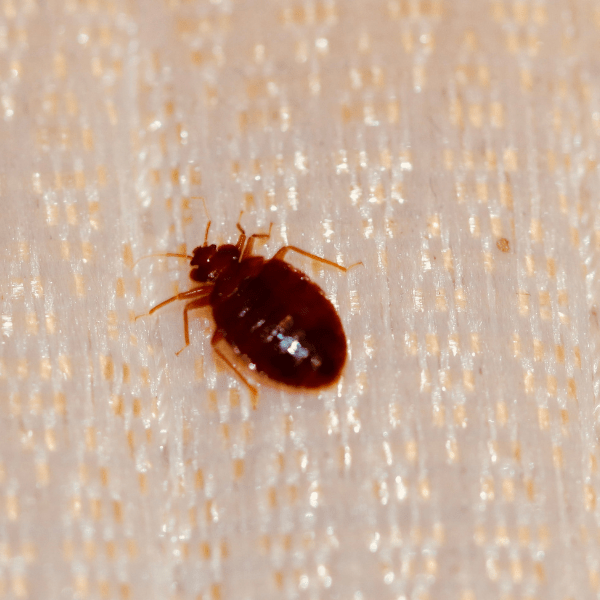 beg bug on the bed