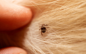 Ticks pest control service