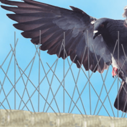 Bird control